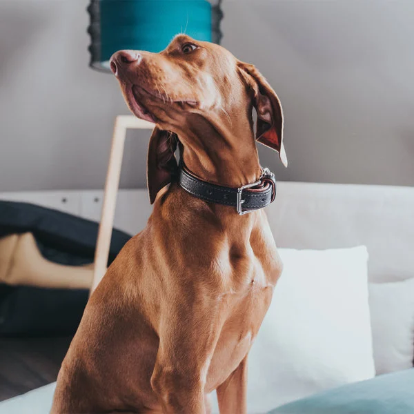 Hunter Cody 45 Mørkebrun Cognac hundehalsbånd - 33-39 cm